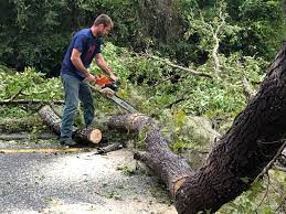 Best Tree Disease Treatment  in Iselin, NJ
