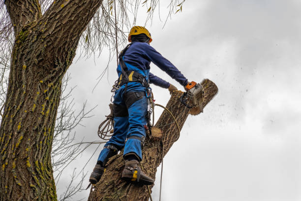 Best Fruit Tree Pruning  in Iselin, NJ