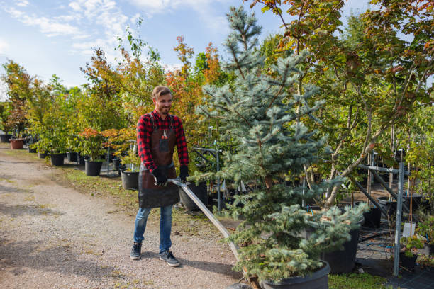 How Our Tree Care Process Works  in  Iselin, NJ